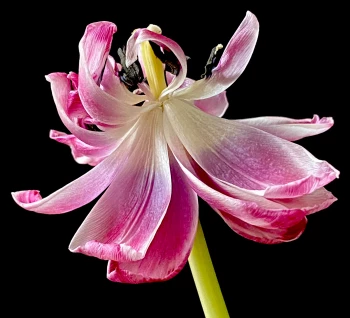 Claudia Schröder Photoart