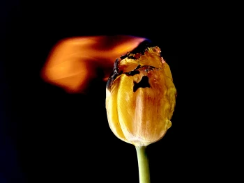 Claudia Schröder Photoart