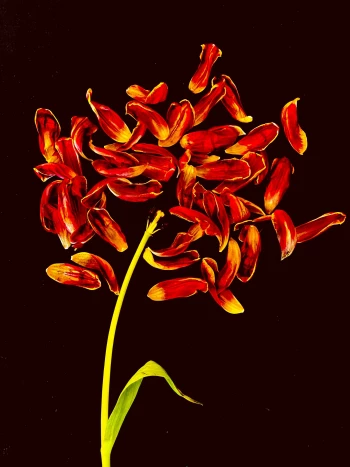 Claudia Schröder Photoart - Flowers