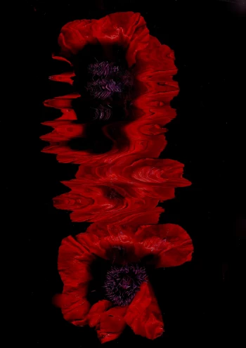 Claudia Schröder Photoart - Flowers