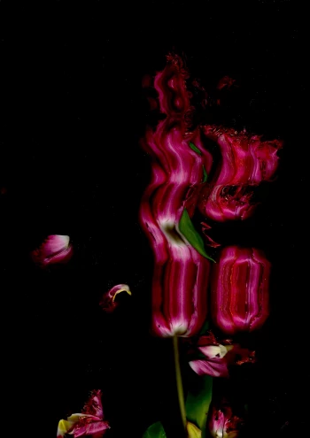 Claudia Schröder Photoart - Flowers