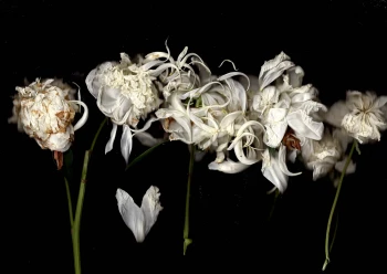 Claudia Schröder Photoart - Flowers