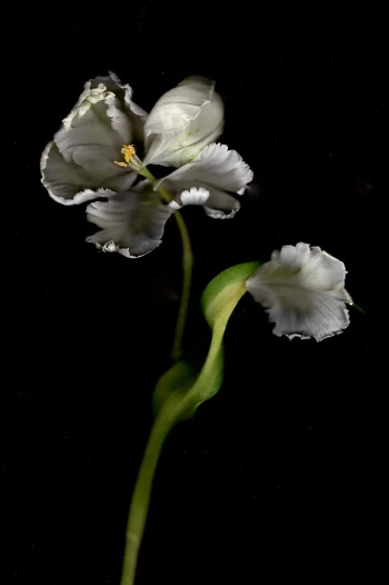 Claudia Schröder Photoart