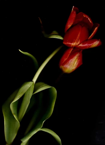 Claudia Schröder Photoart Claudia Schröder Photoart - Flowers